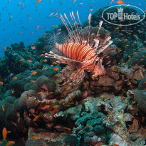 Park Regency Sharm El Sheikh Resort Diving Experience - On-Site Ho