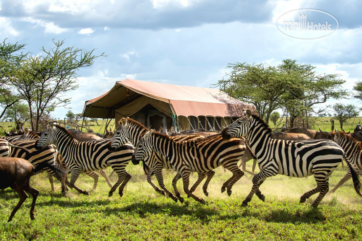 Фото Serengeti Sametu Camp