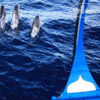 Six Senses Laamu 5* Круиз на лодке дони с дельфинами - Фото отеля