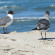 Photos Best Western Plus Chincoteague Island