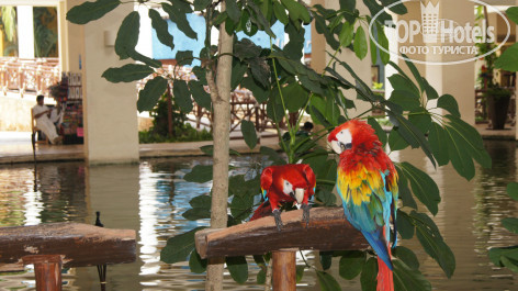 Occidental at Xcaret Destination 5* - Фото отеля