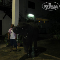 Best Western Phuket Ocean Resort 3* Повели слоненка на прогулку. - Фото отеля