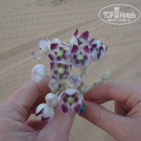 Golden Tulip Sharjah 4* цветок в пустыне - Фото отеля