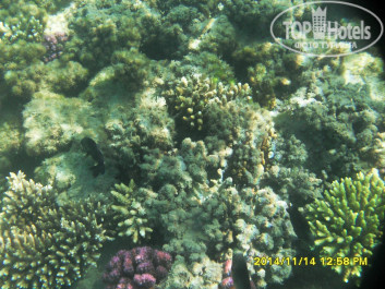 Jaz Makadina 5* Какая красота морского дна! - Фото отеля