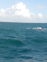 Grand Bahia Principe Punta Cana 5* Еще один кит! - Фото отеля