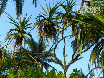 Cinnamon Bentota Beach 4* - Фото отеля