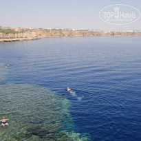 Sharm Reef 3* риф на нашем пляже - Фото отеля