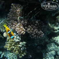 Zahabia Hotel & Beach Resort 4* - Фото отеля