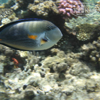 Zahabia Hotel & Beach Resort 4* - Фото отеля