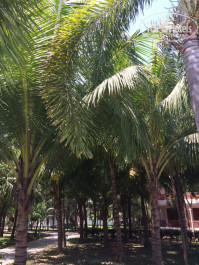 Long Thuan Resort 3* Территория - Фото отеля