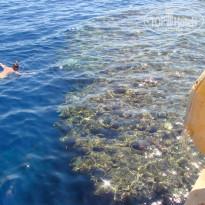 Sharm Reef 3* Замечательный риф - Фото отеля
