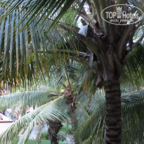 Ocean Star Resort 4* Вид на пальмы из номера, вечером и утром бегают белки - Фото отеля