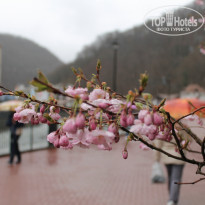 Bridge Resort (Бридж Резорт) 4* Роза Хутор - Фото отеля