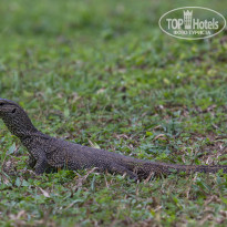 Cinnamon Bentota Beach 4* Бенгальский варан (Varanus bengalensis). - Фото отеля