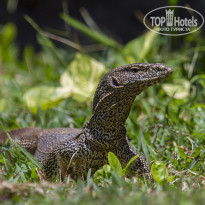 Cinnamon Bentota Beach 4* Бенгальский варан (Varanus bengalensis). - Фото отеля