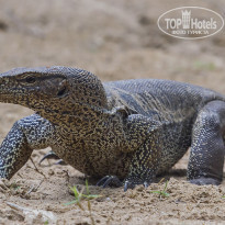 Cinnamon Bentota Beach 4* Бенгальский варан (Varanus bengalensis). - Фото отеля