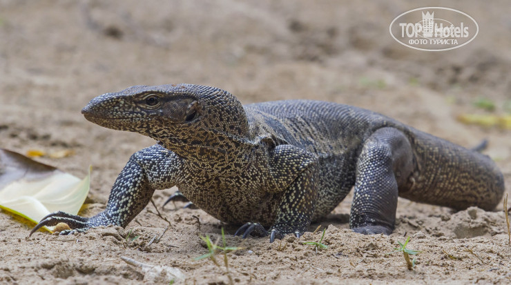Cinnamon Bentota Beach 4* Бенгальский варан (Varanus bengalensis). - Фото отеля