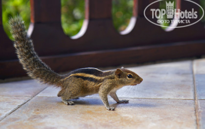 Cinnamon Bentota Beach 4* Индийская пальмовая белка (Funambulus palmarum) на балконе моего номера. - Фото отеля