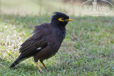 Cinnamon Bentota Beach 4* Обыкновенная майна (Acridotheres tristis). - Фото отеля