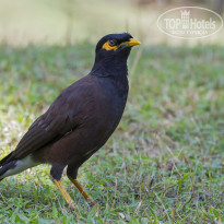 Cinnamon Bentota Beach 4* Обыкновенная майна (Acridotheres tristis). - Фото отеля
