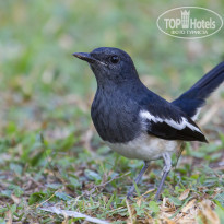 Cinnamon Bentota Beach 4* Сорочья славка (Copsychus saularis). - Фото отеля