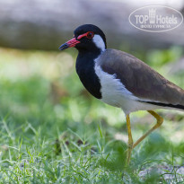 Cinnamon Bentota Beach 4* Украшенный чибис (Vanellus indicus). - Фото отеля