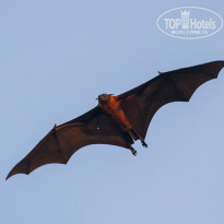 Cinnamon Bentota Beach 4* Индийская летучая лисица (Pteropus giganteus). - Фото отеля