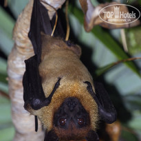 Cinnamon Bentota Beach 4* Индийская летучая лисица (Pteropus giganteus). - Фото отеля