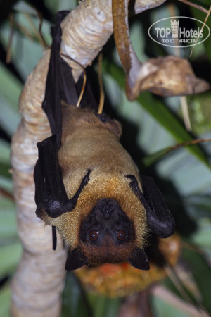 Cinnamon Bentota Beach 4* Индийская летучая лисица (Pteropus giganteus). - Фото отеля