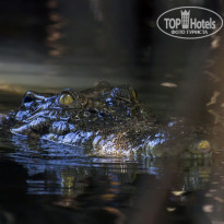 Cinnamon Bentota Beach 4* Болотный крокодил (Crocodylus palustris). - Фото отеля