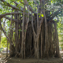 Cinnamon Bentota Beach 4* Баньян в парке у подножия скалы. - Фото отеля