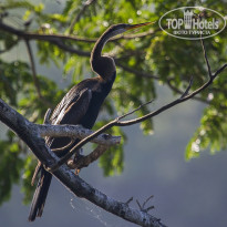 Cinnamon Bentota Beach 4* Индийская змеешейка (Anhinga melanogaster). - Фото отеля