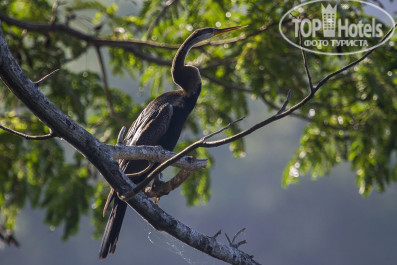 Cinnamon Bentota Beach 4* Индийская змеешейка (Anhinga melanogaster). - Фото отеля