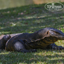 Cinnamon Bentota Beach 4* Этого здоровенного полосатого варана (Varanus salvator) я сфоткал возле одного из прудов. В нём было не меньше двух метров (и это ещё при отсутствии примерно трети хвоста), все виденные мной до этого вараны в сравнении с этим гигантом выглядели подросткам - Фото отеля