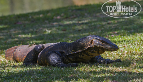 Cinnamon Bentota Beach 4* Этого здоровенного полосатого варана (Varanus salvator) я сфоткал возле одного из прудов. В нём было не меньше двух метров (и это ещё при отсутствии примерно трети хвоста), все виденные мной до этого вараны в сравнении с этим гигантом выглядели подросткам - Фото отеля