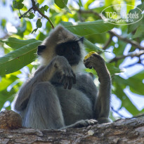 Cinnamon Bentota Beach 4* Серый лангур (Semnopithecus priam). - Фото отеля
