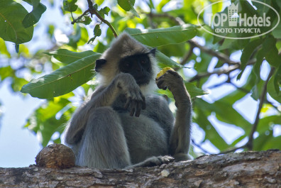 Cinnamon Bentota Beach 4* Серый лангур (Semnopithecus priam). - Фото отеля