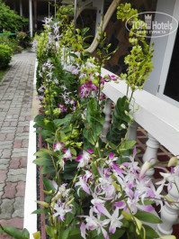 Orchidacea Resort 3* - Фото отеля