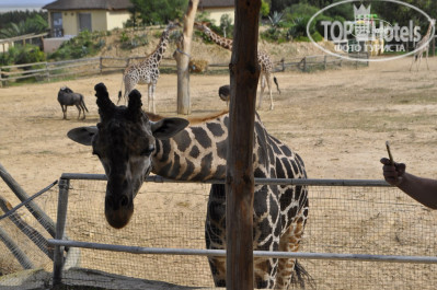 Medina Belisaire & Thalasso 4* Зоопарк Фригия - Фото отеля
