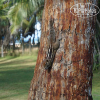Cinnamon Bentota Beach 4* - Фото отеля