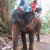 Kata Sea Breeze 3* Экскурсия и катание на слонах - Фото отеля
