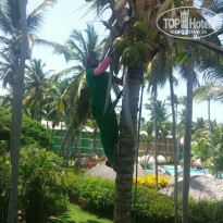 Grand Palladium Punta Cana Resort & Spa 5* Перед нашим балконом) - Фото отеля