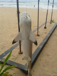 Cinnamon Bentota Beach 4* Маленькая акула. Улов - Фото отеля