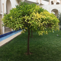 Iberostar Averroes 4* Мандариновые деревья на территории отеля - Фото отеля
