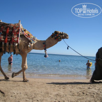 Jaz Makadina 5* Курсирует верблюд - Фото отеля