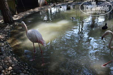 Zeynep Hotel 5* Zoo v Bellis deluxe - Фото отеля