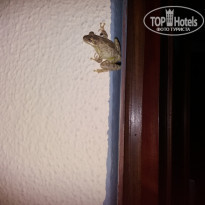 Brisas Del Caribe 4* эта гостья заглянула к нам и очень хотела войти в номер ;) - Фото отеля