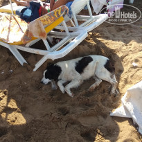 FUN&SUN Miarosa Incekum Beach 5* Бродячие животные в зоне отдыха - Фото отеля