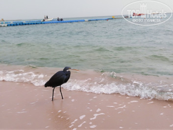 Naama Bay Promenade Resort Managed By Accor 5* - Фото отеля