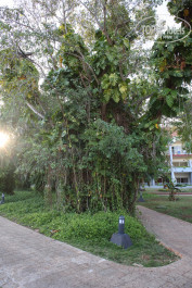 Brisas Del Caribe 4* - Фото отеля